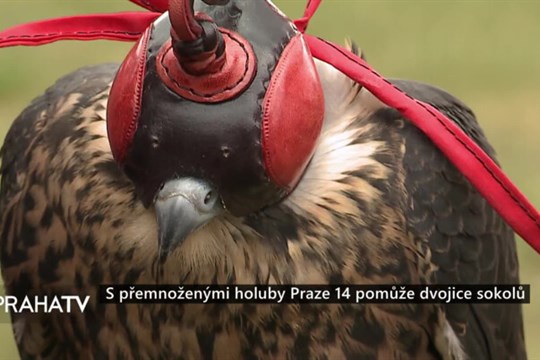 S přemnoženými holuby Praze 14 pomůže dvojice sokolů
