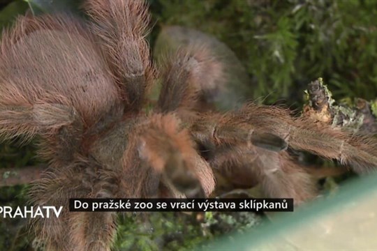 Do pražské zoo se vrací výstava sklípkanů