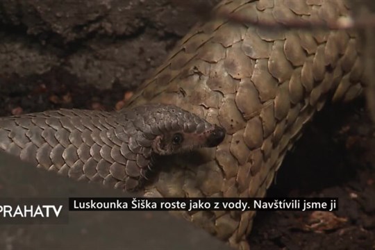 Luskounka Šiška z pražské zoo roste jako z vody