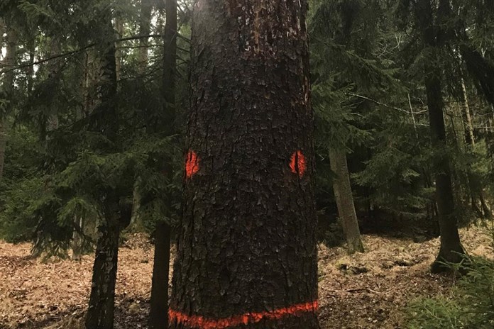 Lesy města Rokycan začaly využívat k mapování kůrovce satelitní snímání
