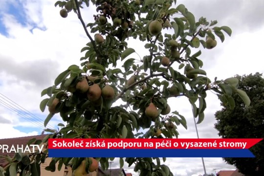 Sokoleč získá podporu na péči o vysazené stromy
