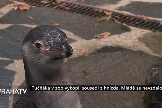 Tučňáka v zoo vykopli sousedi z hnízda. Mládě se nevzdalo