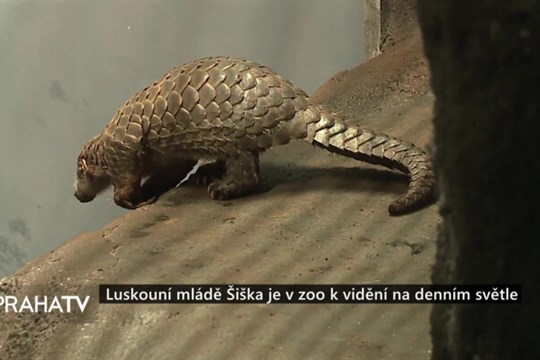 Luskouní mládě Šiška je v zoo k vidění na denním světle