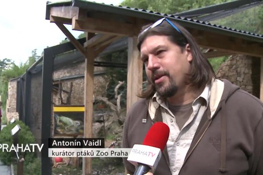 Mláďata papoušků nestorů kea obydlela expozici Zoo Praha