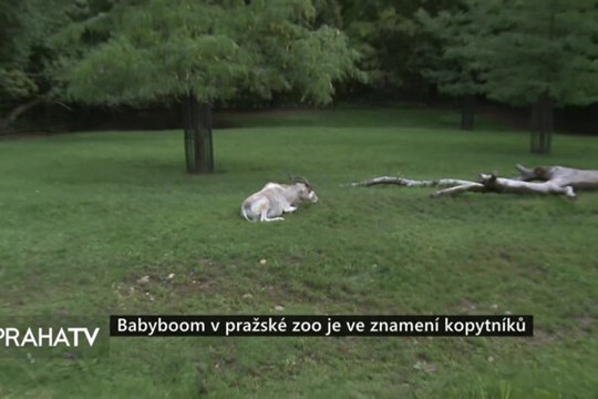 Babyboom v pražské zoo je ve znamení kopytníků