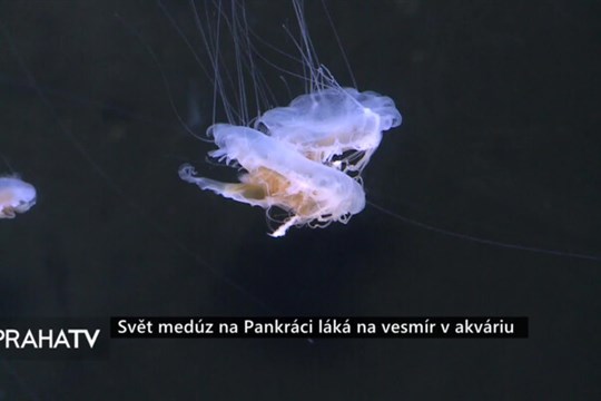 Svět medúz na Pankráci láká na vesmír v akváriu