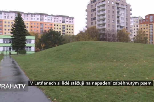 V Letňanech si lidé stěžují na napadení zaběhnutým psem