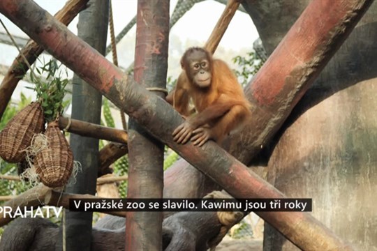 V pražské zoo se slavilo. Kawimu jsou tři roky