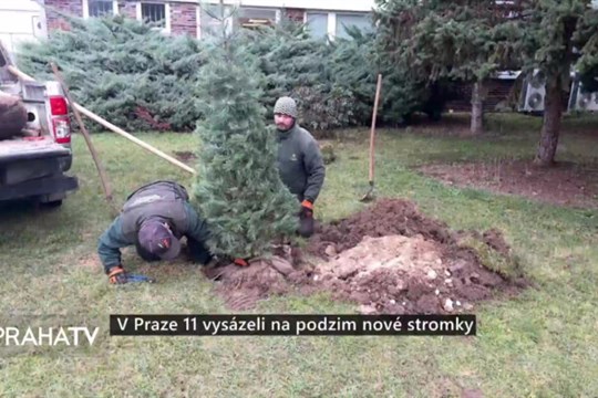 V Praze 11 vysázeli na podzim nové stromky