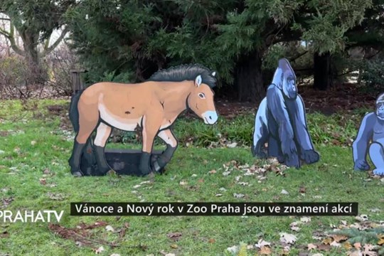 Vánoce a Nový rok v Zoo Praha jsou ve znamení akcí