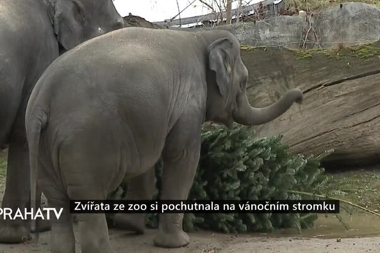 Zvířata ze zoo si pochutnala na vánočním stromku