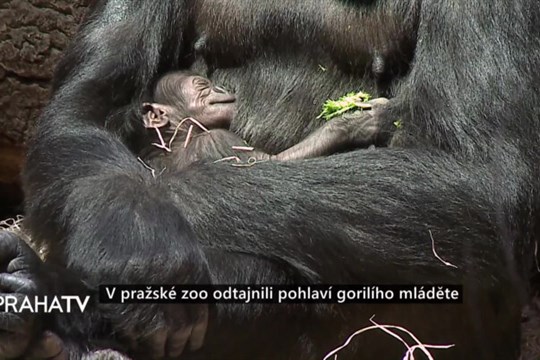 V pražské zoo odtajnili pohlaví gorilího mláděte