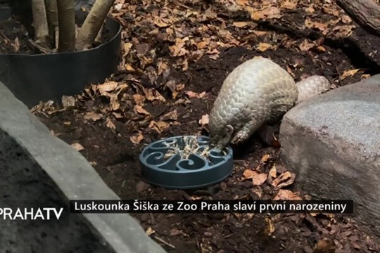 Luskounka Šiška ze Zoo Praha slaví první narozeniny