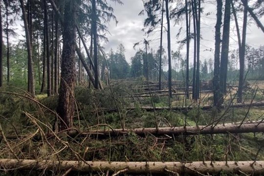 Lesy města Rokycany pokračovaly v rekordním zalesňování. Čísla těžby ukazují vrchol gradace kůrovce
