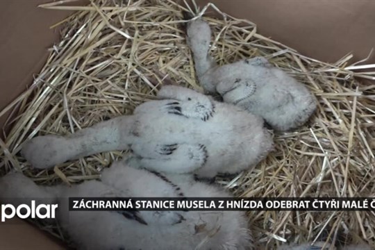 Mláďata čápů přišla o jednoho z rodičů, z hnízda je musela odebrat záchranná stanice