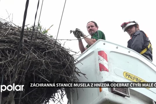 Záchranná stanice musela v Havířově odebrat z hnízda čtyři malé čápy, bez pomoci by nepřežili
