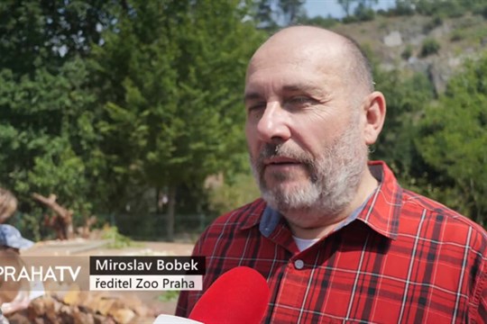 Dikobraz srstnatonosý ze Zoo Praha má nový výběh