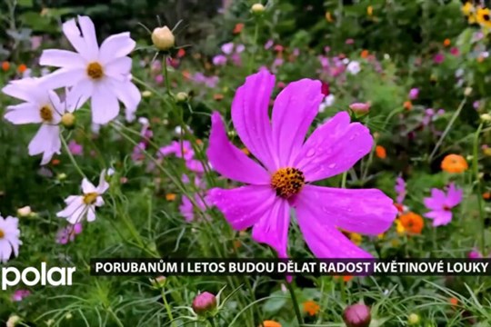V Porubě začal výsev květinových luk. Nově rozkvetou na Hlavní třídě a u Oblouku