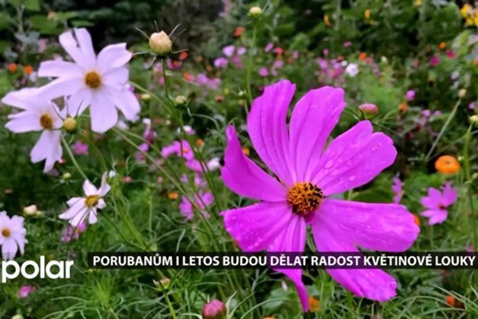 V Ostravě-Porubě vykvete 14 květinových luk. Novinkou jsou louky na Hl. třídě a u Oblouku