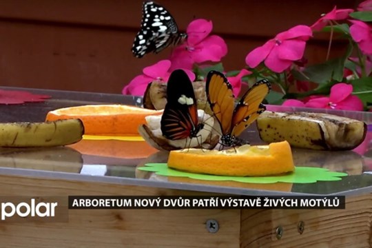 Nádherná morfa, perleťovci, danajci. Arboretum Nový Dvůr patří výstavě živých motýlů