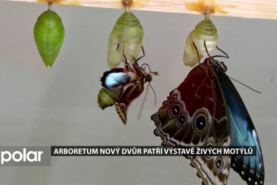 V Arboretu Nový Dvůr jsou k vidění živí tropičtí motýli. Kroužit vám budou přímo nad hlavami
