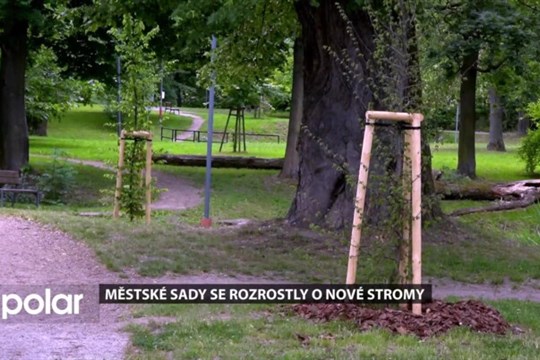 Opava nechala vysadit nové stromy v Městských sadech