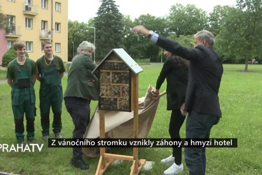 Z vánočního stromku vznikly záhony a hmyzí hotel