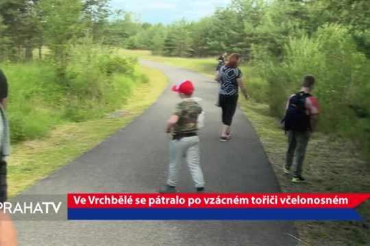 Ve Vrchbělé se pátralo po vzácném tořiči včelonosném
