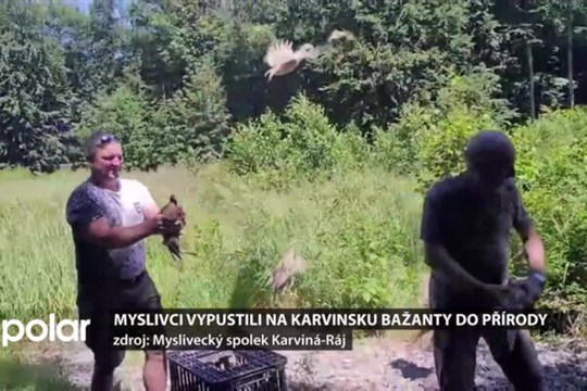 Myslivci vypustili na Karvinsku bažanty do přírody