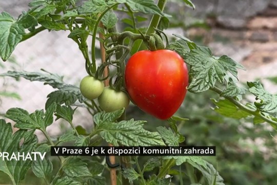 V Praze 6 je k dispozici komunitní zahrada
