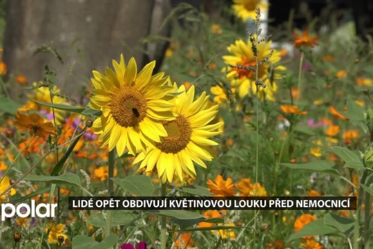 Lidé opět obdivují květinovou louku před havířovskou nemocnicí