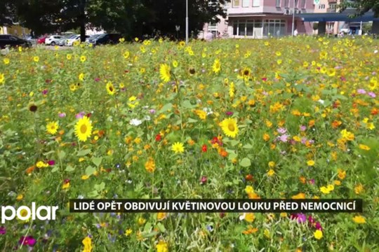 Lidé opět obdivují květinovou louku v areálu havířovské nemocnice