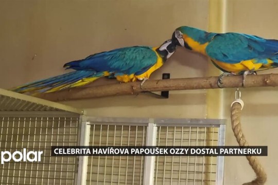 Celebrita Havířova papoušek Ozzy dostal partnerku, i ona bude jednou také volně létat