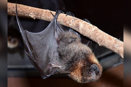 Olomoucká zoo má tři nové přírůstky kaloňů, další jsou na cestě