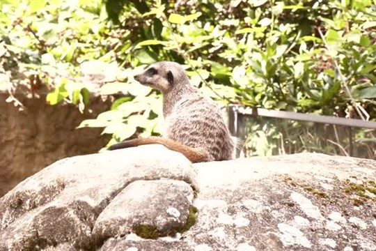 Surikaty v liberecké zoo mají nový domeček