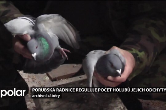 Porubská radnice reguluje počet holubů jejich odchyty. Ročně jde o stovky ptáků
