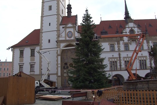 Olomouc hledá vánoční strom
