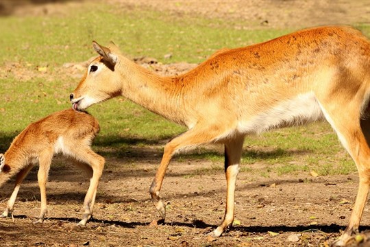 Plzeňská zoo slaví výročí. Narodila se v ní stá voduška červená