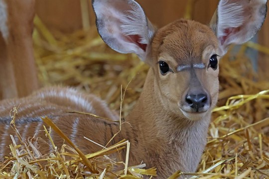 Radost v plzeňské zoo. Přivítali tam na svět dvě mláďata antilop