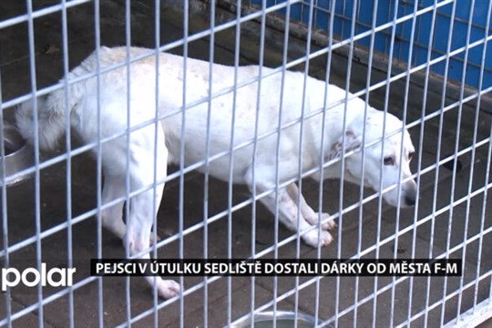 Pejsci v útulku Sedliště čekají na nový domov. Obradovalo je i město Frýdek-Místek