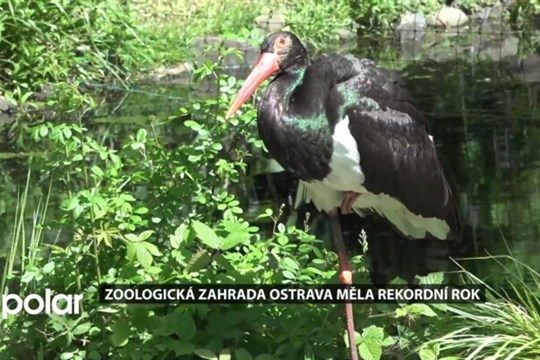 ZOO Ostrava měla rekordní rok. I díky počasí byla návštěvnost znovu překonána