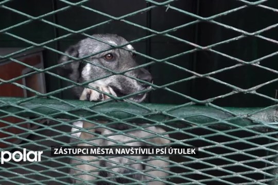 Primátor Karviné navštívil městský psí útulek se snahou pomoci opuštěným zvířatům
