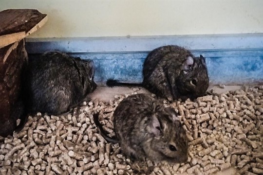 Žena našla u kontejnerů klec s opuštěnými osmáky