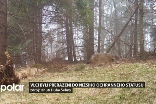 Vlci byli přeřazeni do nižšího statusu ochrany. Proti rozhodnutí se nyní ohrazují organizace