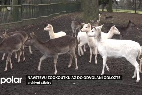 Aktuálně z Karviné: Omezený pohyb kolem zookoutku