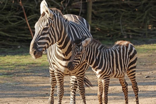 Plzeňská zoo slaví nový přírůstek: Narodila se kobylka vzácné zebry