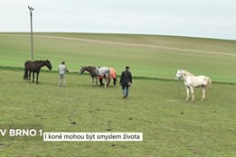 Koně mohou být smyslem života