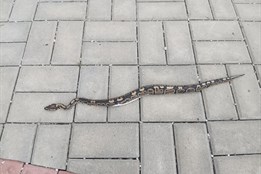 Hrůzostrašný výjev ve Valašských Kloboukách! U hřbitova se plazila půlmetrová krajta