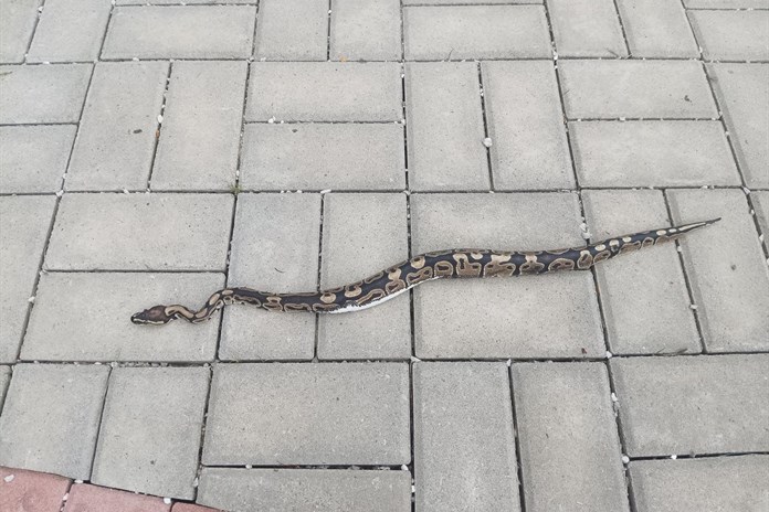 Nečekaný výjev ve Valašských Kloboukách! U hřbitova se plazila půlmetrová krajta