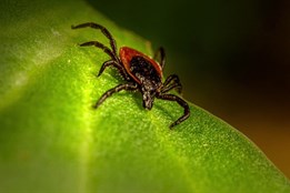 Česko čelí invazi klíšťat, riziko encefalitidy roste